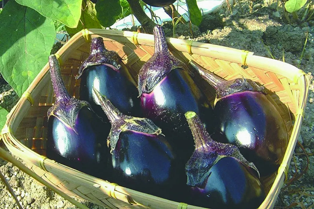 thies 1856 ® x Fukuroya Shizuku Gauze Wash Towel natural dyed eggplant dusky purple